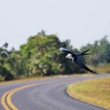 Hunting over the road, Everglades