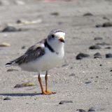 Breeding plumage - July 25.