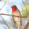 Red-faced Warbler