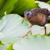 Virginia Rail