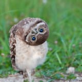 Burrowing Owl Yoga