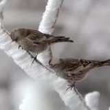 Black Rosy Finch