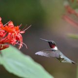 Male in flight