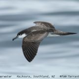 Buller's Shearwater