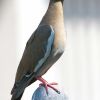 White-winged Dove