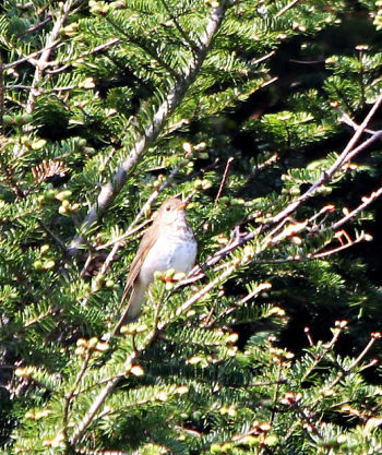 Bicknell's Thrush