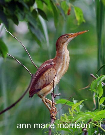 Female - John Heinz NWR, Philadelphia PA