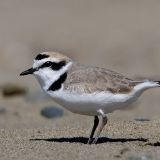 Western Snowy Plover - now split as "Charadrius alexandrinus nivosus". Photo taken in California December 16.