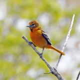 Female Baltimore Oriole