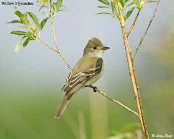 Willow Flycatcher in the willows