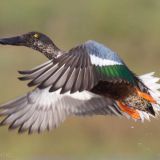 Male in flight