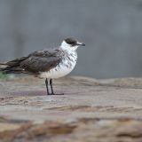 Parasitic Jaeger