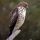 Broad-winged Hawk