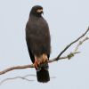 Snail Kite