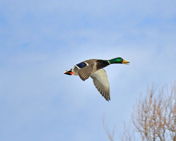 In flight