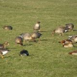 Pink-footed Geese