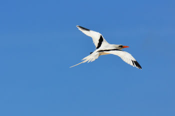 White-tailed Tropicbird