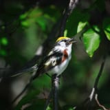 Male Chestnut-sided Warbler singing