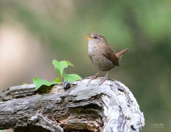 Winter Wren