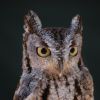 Western Screech-Owl