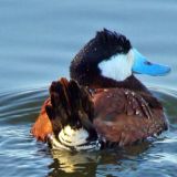 Male in breeding plumage