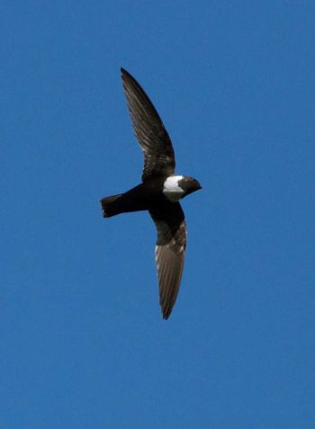 White-collared Swift - February 2012