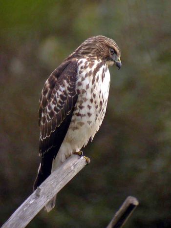 Bolinas, California, US - October 2, 2003