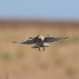 Winter male in flight - Causey, Roosevelt Co, NM - November 4, 2007