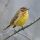 Palm Warbler