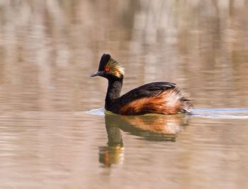 Breeding plumage - Cochiti Lake, 21 May, 2011