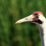 Whooping Crane