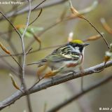 Male Chestnut-sided Warbler