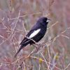 Lark Bunting