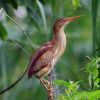 Least Bittern