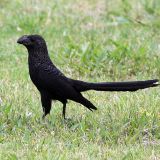 Smooth-billed Ani