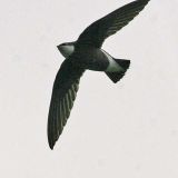 White-Throated Needletail