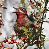 Swallowing a whole pyracantha berry - March 2009