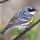 Yellow-rumped Warbler