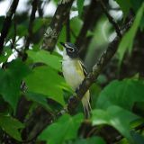 Blue-headed Vireo