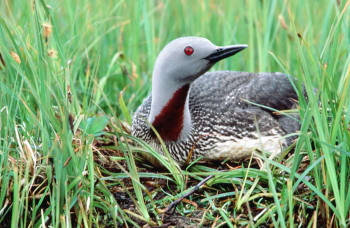 Red-throated Loon on nest