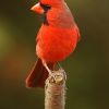Northern Cardinal