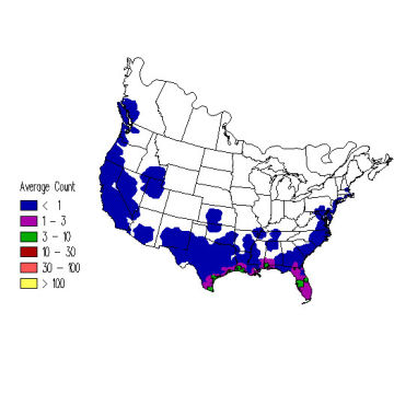 Lesser Yellowlegs winter distribution map