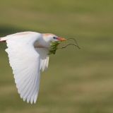 In flight