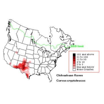 Chihuahuan Raven distribution map