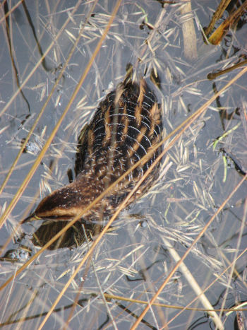 Yellow Rail