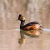 Eared Grebe