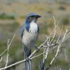 Western Scrub-Jay 