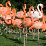 American Flamingos