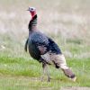 Wild Turkey