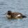 White-winged Scoter